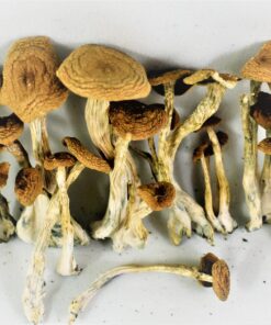 Alacabenzi Mushroom for sale online UK