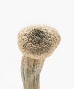 Albino Penis Envy magic mushroom delivery near me UK