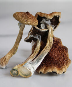 Amazonian Mushrooms online London UK