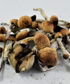 Golden Teacher mushroom for sale near me UK