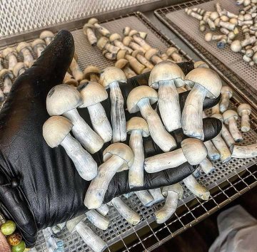Microdosing psilocybin mushrooms for depression in the UK, Ireland, and Europe – 2026 guide