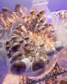 Why UKMushroom.uk Is the Best Place to Buy Psychedelic Mushrooms Online in the UK