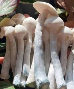 Health Benefits of Fresh Psychedelic Magic Mushrooms in the UK and Europe