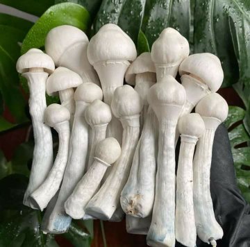 Ibogaine and Psilocybin Mushrooms: A Powerful Duo for Mental Wellness in the UK and Europe