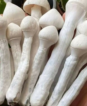 ChatGPT said: Where to Buy Fresh Psilocybin Magic Mushroom – UK Europe USA Guide