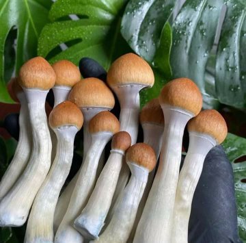 Best Magic Mushroom Strains: A Guide for Beginners & Experienced Users