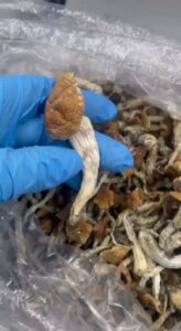 Where to buy liberty caps near me UK safe guide 2025