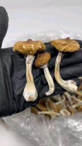 Where to Find Magic Mushrooms in the UK Safe Buying Guide