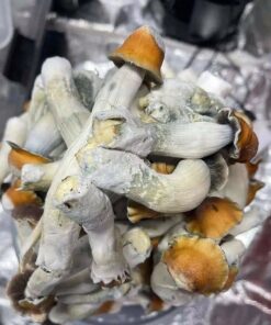 Huautla Magic Mushrooms UK