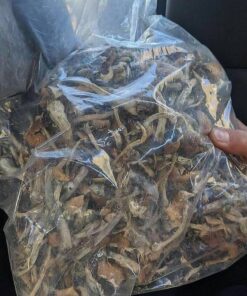 Malabar Magic Mushrooms UK