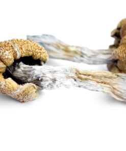 Buy Liberty Cap in the UK and Europe – Safe Online Guide