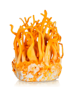 Buy Cordyceps 10ml (Liquid Culture) Grow kit UK