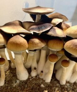 Buy Amazonian Magic Mushrooms UK and Europe