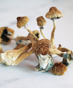 Can I order African Transkei Mushrooms online in the UK?