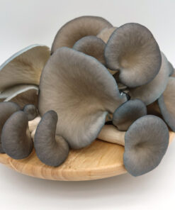 Buy Blue Oyster Mushrooms online UK