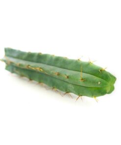 Buy Bolivian Torch (Echinopsis lageniformis) Online UK