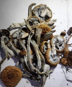 Where to Buy Golden Teacher Magic Mushrooms UK and Europe