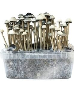 Buy COPELANDIA HAWAIIAN’ GROW KIT in UK: A Guide to Growing Premium Psychedelic Mushrooms
