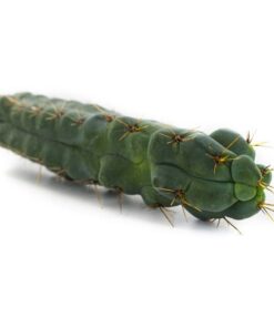 Buy Echinopsis – Hedgehog Cactus Online UK