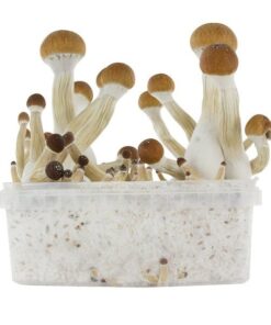 Buy Golden Teacher Grow Kit online UK