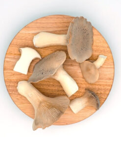 Buy King Oyster Mushrooms online UK