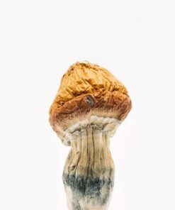 Albino Penis Envy Mushrooms UK