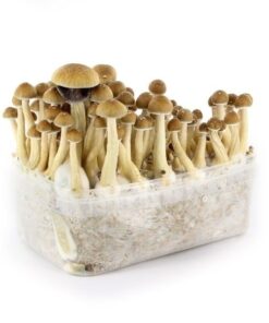 Buy mazatapec-mushroom-grow-kit in UK