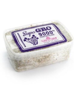 Buy Mexican Mushroom Grow Kit Online UK – Cultivate Healing at Home