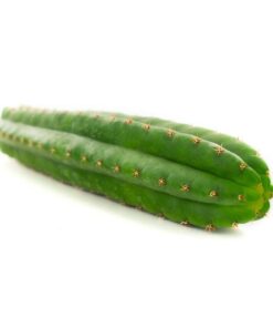 Buy San Pedro (Echinopsis pachanoi) UK
