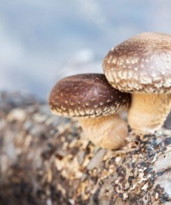 Buy Shiitake 10ml (Liquid Culture) Online UK