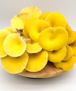 Buy Yellow Oyster Mushrooms online UK