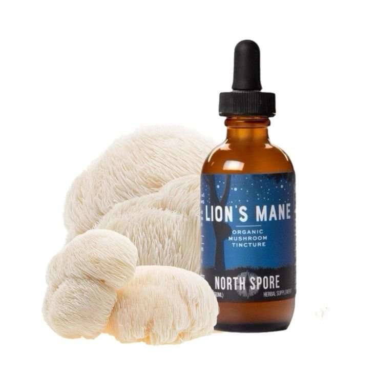 Organic Lion’s Mane Mushroom Tincture Extract – Liquid Focus Booster UK Europe USA